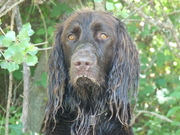 honden foto van choco