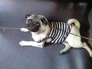 honden foto honden foto van Suzan