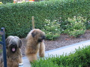 honden foto van Iver