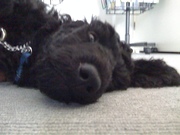 honden foto honden foto van Renate van Acker