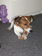 honden foto van sara