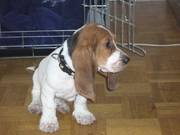 honden foto van Dimitri