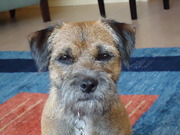 honden foto van laura