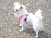 honden foto van ilona