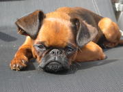 honden foto honden foto van joyce