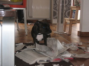 honden foto van Maartje & Bram