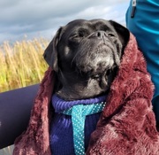 honden foto van Botteke