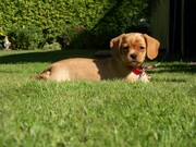 honden foto van pieter