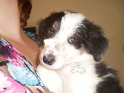 honden foto van auke