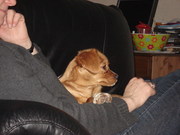honden foto honden foto van lian