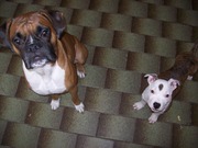 honden foto van Bailey en Pikey