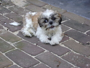 honden foto van sanne