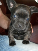 honden foto van Sharon