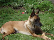 honden foto van Nicole