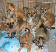 honden foto van Chihuahuakennel Me Milagro