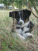 honden foto van Annemijn