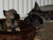 honden foto van debbie tetteroo