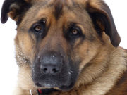 honden foto van Ellen G