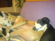 honden foto honden foto van jodi