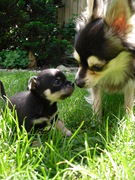 honden foto van ilovechihuahua's