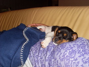 honden foto van mandy