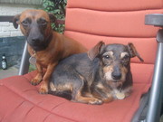 honden foto van silvia