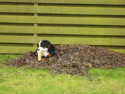 honden foto honden foto van GH