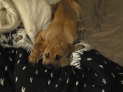 honden foto honden foto van Danique