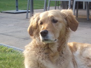 honden foto van eline