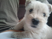 honden foto van coby