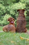 honden foto van Danielle