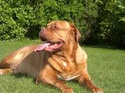 honden foto honden foto van Melanie Devoet