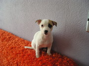 honden foto van Luna