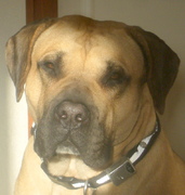 honden foto van Miss V is geband, maar waarom????