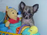 honden foto van wendy van den reeck