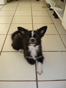 honden foto van Eveline