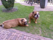 honden foto van wilma