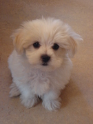 honden foto honden foto van jonathan