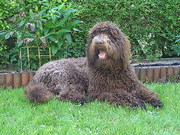 honden foto van Diana van Bruggen