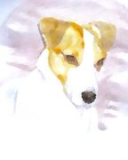 honden foto van   