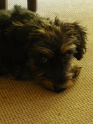 honden foto honden foto van hannah