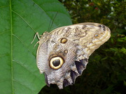 honden foto van Claudje