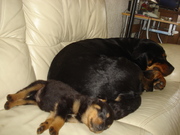 honden foto honden foto van TanjaWDD