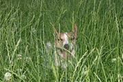 honden foto van moestuin