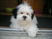 honden foto van L. Pistorius