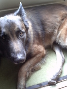 honden foto van Soraya