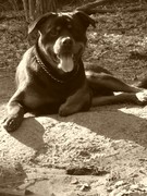 honden foto van Jenny