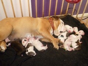 honden foto van anneke