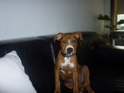 honden foto honden foto van jopie
