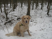 honden foto van angelique wubben